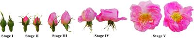 Dynamic changes occur in the cell wall composition and related enzyme activities during flower development in Rosa damascena